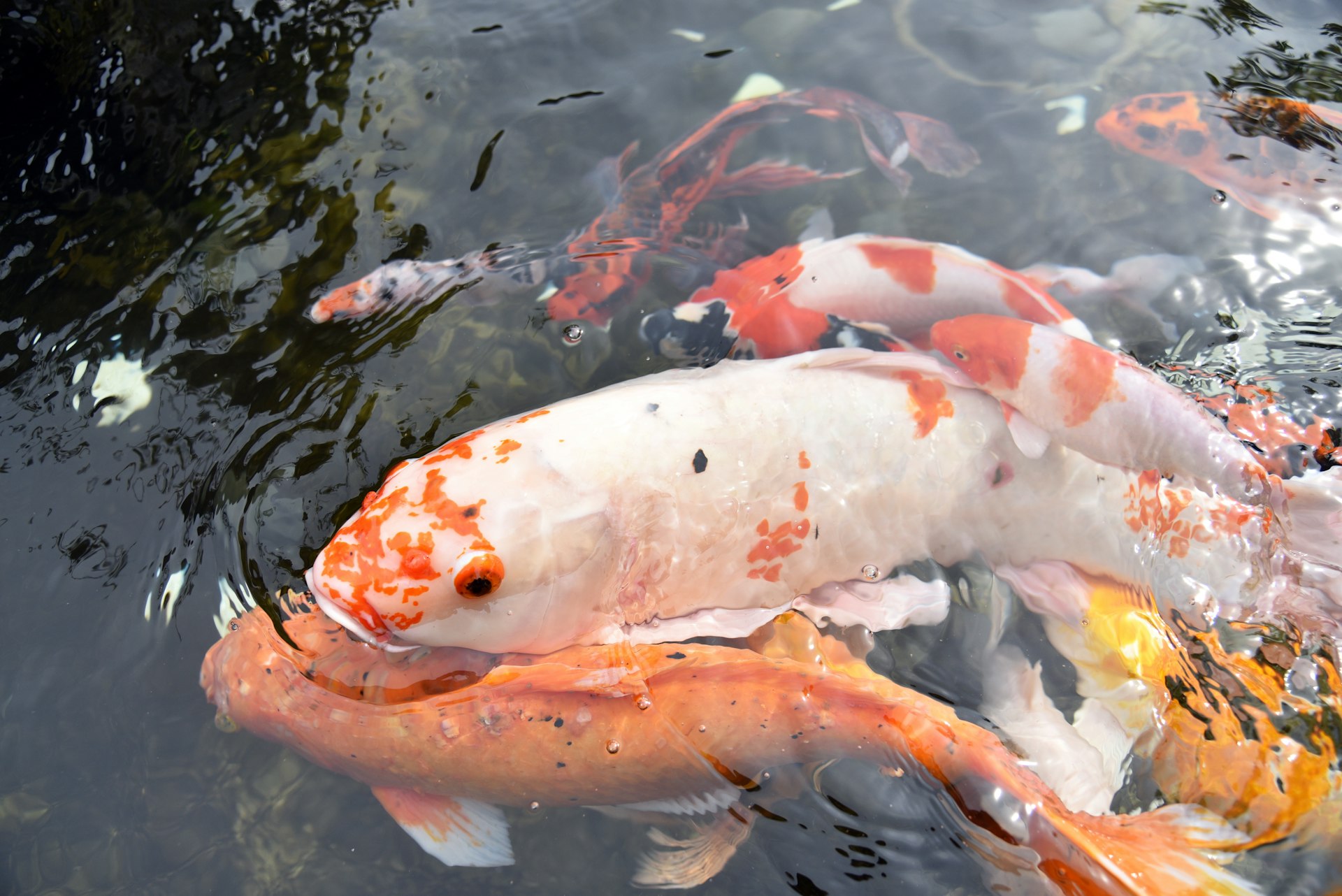 a group of fish swimming in a pond